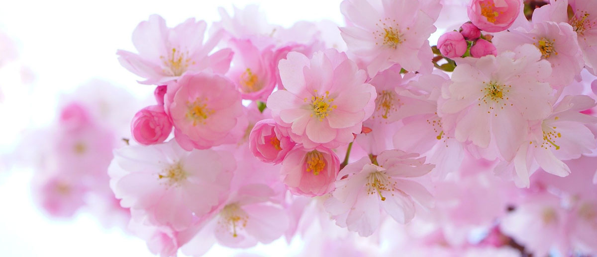 flowers for a miscarriage