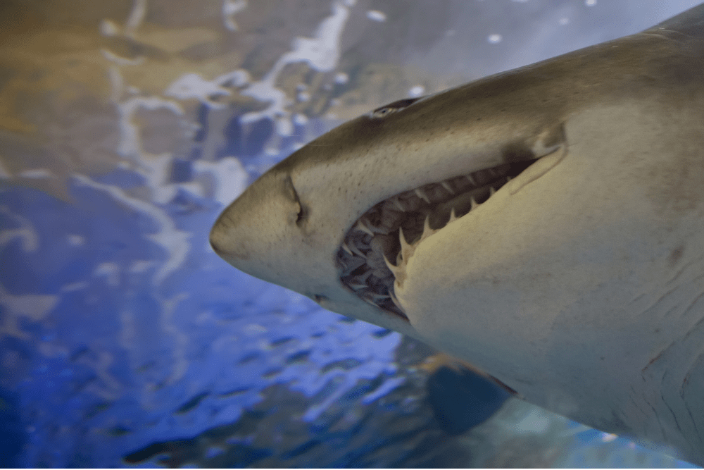 shark-bite-or-shark-caesarean-whats-the-difference