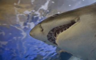 Shark Bite or Shark Caesarean: What’s the Difference?