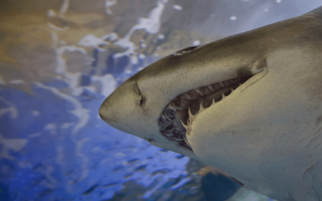 Shark Bite or Shark Caesarean: What’s the Difference?