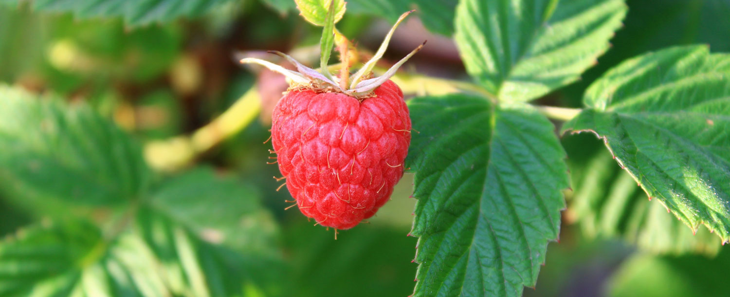 taking raspberry leaf