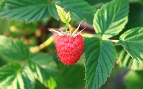 Raspberry leaf: panacea for pregnancy and labour or problem?