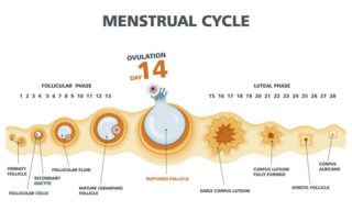 How the Ovulation cycle Works