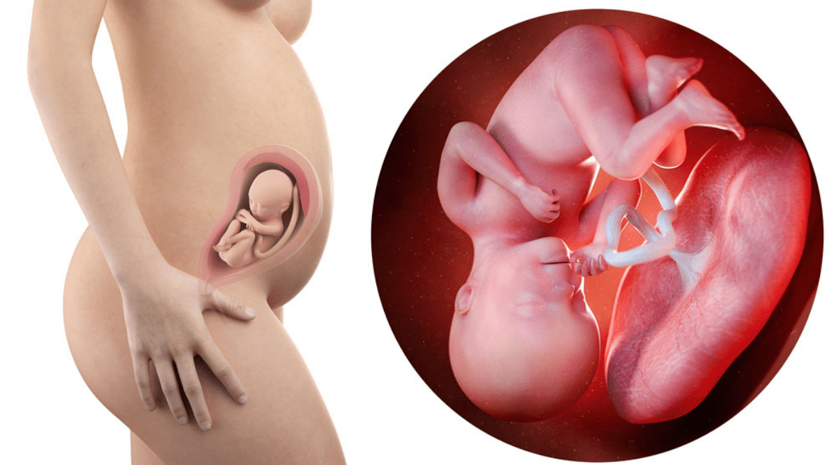27 weeks pregnant