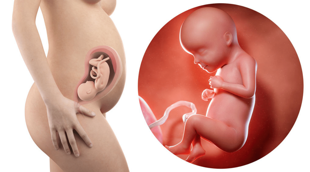 29 Weeks Pregnant