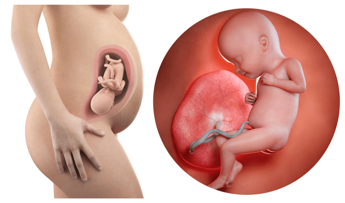 32 Weeks Pregnant
