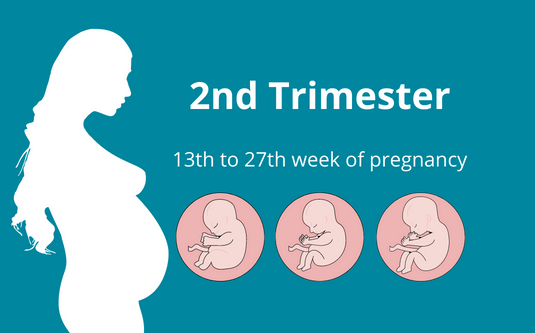 2nd trimester