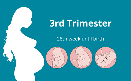 3rd trimester