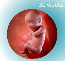 30 weeks