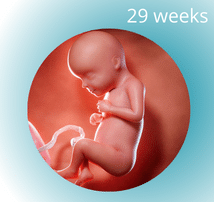 29 Weeks