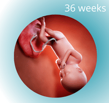 36 weeks