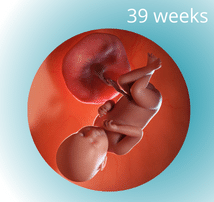 39 weeks